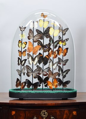 Lot Entomology: A Colourful Display of Tropical...