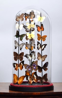 Lot 500 - Entomology: A Colourful Display of Tropical...