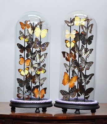 Lot Entomology: A Pair of Colourful Tropical...