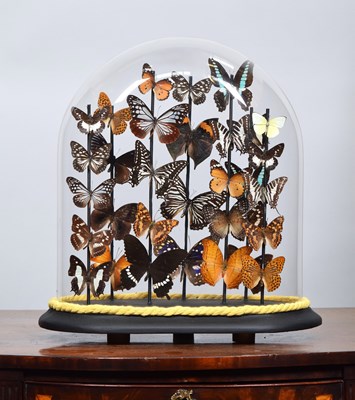Lot Entomology: A Colourful Display of Tropical...