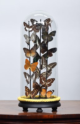 Lot 1348 - Entomology: A Colourful Display of Tropical...