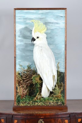 Lot Taxidermy: A Cased Sulphur-crested Cockatoo...