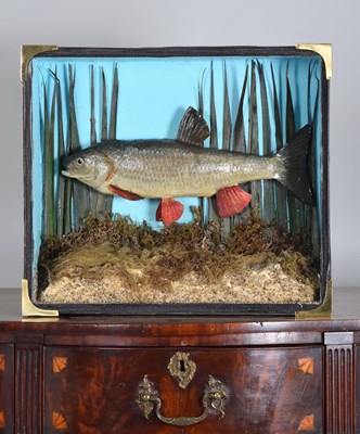 Lot 1339 - Taxidermy: A Cased Common Chub (Squalius...