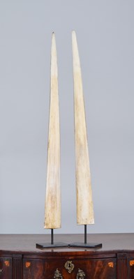 Lot 1341 - Natural History: A Pair of Broadbill Swordfish...