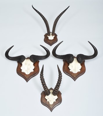 Lot Antlers/Horns: A Group of African Big Game...