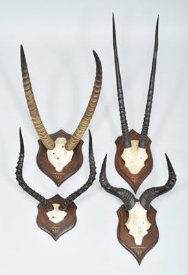 Lot Antlers/Horns: A Group of African Big Game...