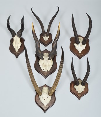 Lot Antlers/Horns: A Group of African Big Game...