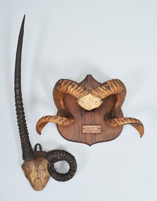 Lot 1342 - Antlers/Horns: A Set of Rams Horns and Gemsbok...