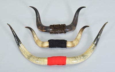 Lot 1343 - Antlers/Horns: Three Sets of Adult Steer Horns...