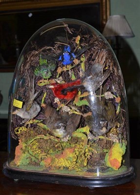 Lot 541 - Seven exotic birds on branches under a glass dome