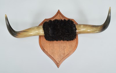 Lot 1332 - Antlers/Horns: A Set of Steer Horns (Bos...