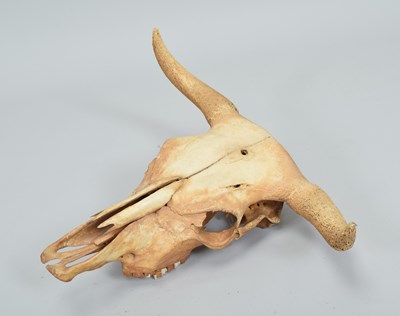 Lot 1329 - Skulls/Horns: Steer Skull Thomson's Gazelle...