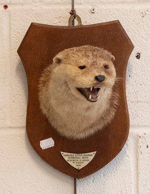 Lot 1346 - Taxidermy: European Otter Mask (Lutra lutra),...