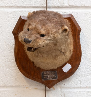 Lot 1333 - Taxidermy: European Otter Mask (Lutra lutra),...