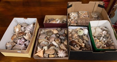 Lot 1347 - Conchology: A Large Collection of World...