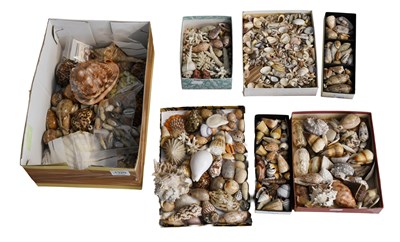 Lot 491 - Conchology: A Large Collection of World...
