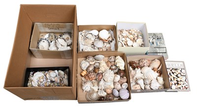 Lot 495 - Conchology: A Large Collection of World...