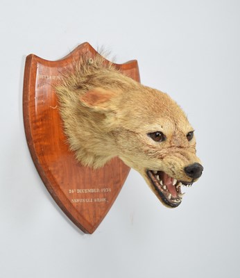 Lot Taxidermy: Indian Jackal (Canis aureus...