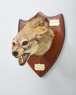 Lot Taxidermy: Indian Jackal (Canis aureus...