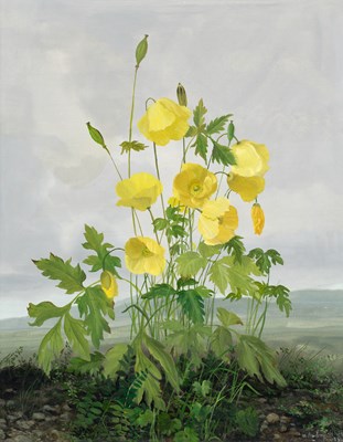 Lot 565 - Audrey Johnson (1918-2010) Welsh Poppies...
