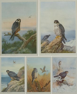 Lot 306 - After Archibald Thorburn FZS (1860-1935)...