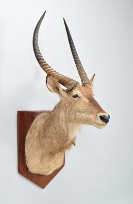 Lot Taxidermy: Common Waterbuck (Kobus...