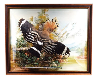 Lot Taxidermy: A Wall Cased European Hoopoe (Upupa...