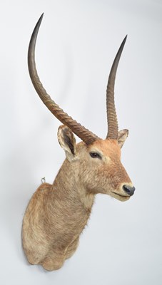 Lot Taxidermy: Common Waterbuck (Kobus...