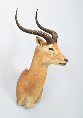 Lot Taxidermy: Loder's Kob (Kobus loderi),, circa...