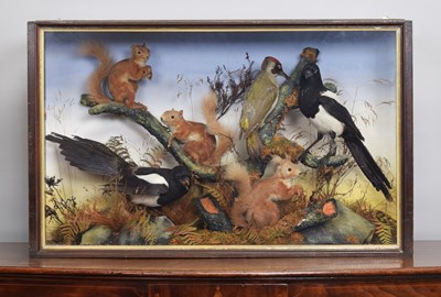 Lot Taxidermy: A Cased Collection of British Birds...