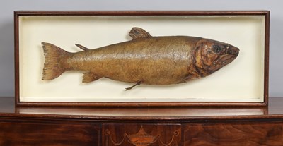 Lot Taxidermy: A Late Victorian Cased Salmon...