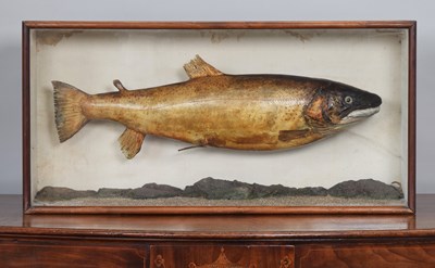 Lot Taxidermy: A Late Victorian Cased Salmon...