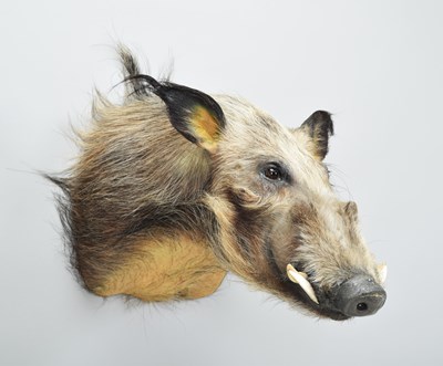 Lot Taxidermy: African Bushpig (Potamochoerus...