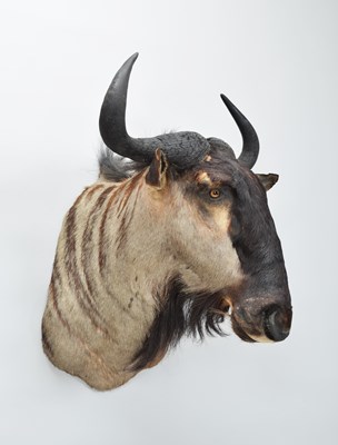 Lot Taxidermy: Blue Wildebeest (Connochaetes...