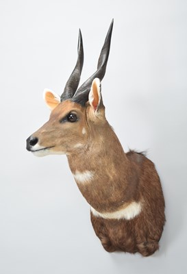 Lot Taxidermy: Cape Bushbuck (Tragelaphus...
