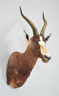 Lot Taxidermy: Blesbok (Damaliscus pygargus...