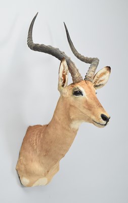Lot Taxidermy: Common Impala (Aepyceros Melampus),...