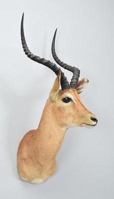 Lot Taxidermy: Common Impala (Aepyceros Melampus),...