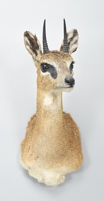 Lot Taxidermy: Cape Klipspringer (Oreotragus...