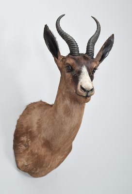 Lot Taxidermy: Chocolate Brown South African...