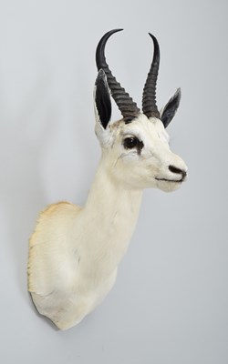 Lot Taxidermy: White South African Springbok...