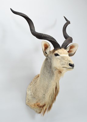 Lot Taxidermy: Cape Greater Kudu (Strepsiceros...