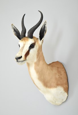Lot Taxidermy: South African Springbok (Antidorcas...