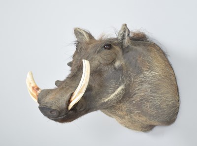 Lot Taxidermy: Common Warthog (Phacochoerus...