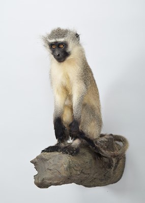 Lot Taxidermy: Vervet Monkey (Chlorocebus...