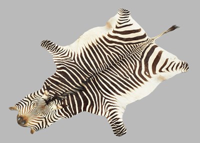 Lot Skins/Hides: Hartmann's Mountain Zebra Skin...