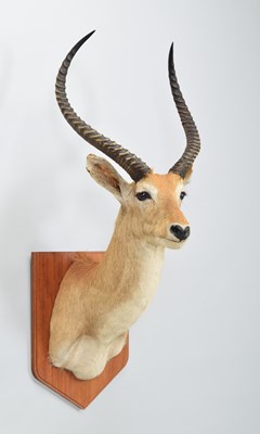 Lot Taxidermy: Red Lechwe (Kobus leche), late 20th...