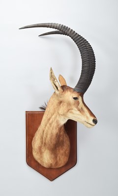 Lot Taxidermy: Sable Antelope (Hippotragus niger...