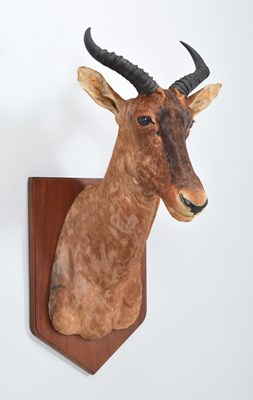 Lot Taxidermy: Western Tsessebe (Damaliscus...