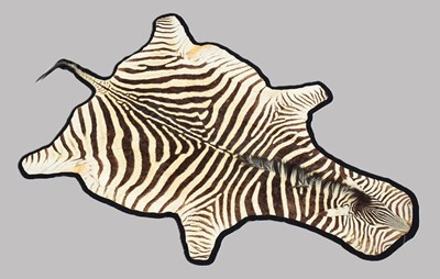 Lot Skins/Hides: Burchell's or Plain's Zebra Hide...